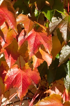 Grape leaves of a vine on the wall
