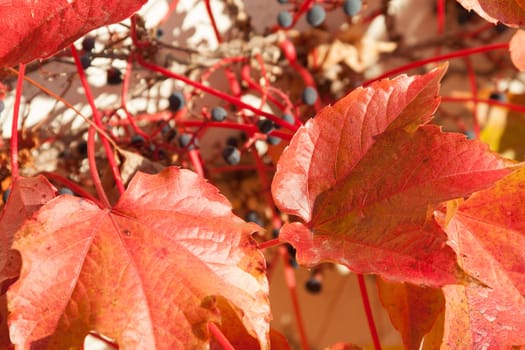 Red-colored leaves of a grapevine