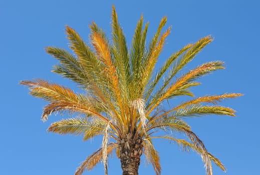 Palm tree