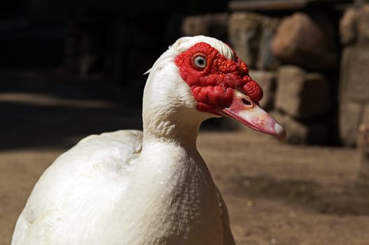 Warty duck (Cairina moschata)