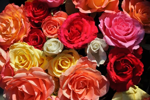 Roses in all colours