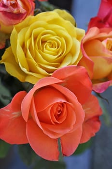 Roses in all colours