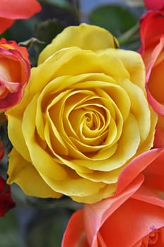 Roses in all colours