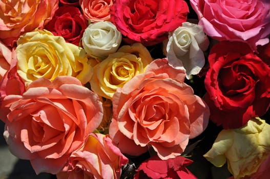 Roses in all colours