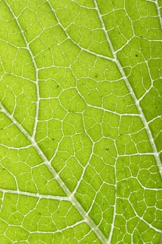 texture of leaf. Close-up of the green leaf.