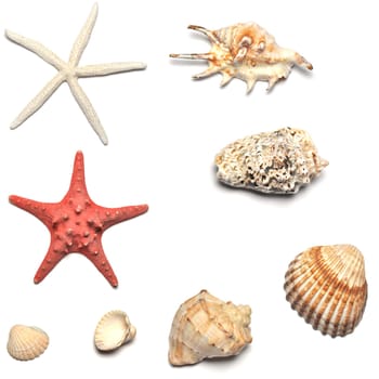 shells and starfishes collections isolated on white background