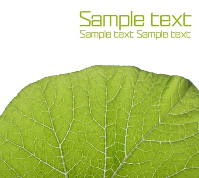 Green leaf over white background wih space for your text