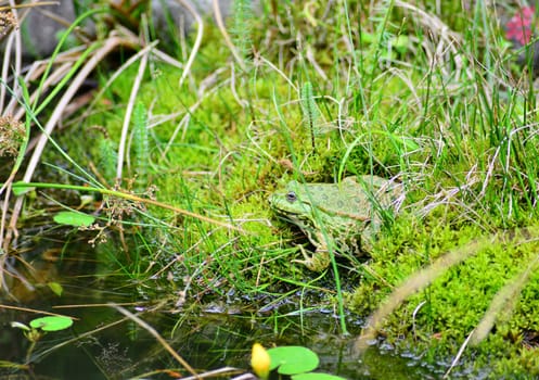 The photographer is reflected in the frog's eye