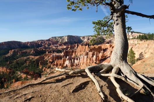 tree roots out of the ground in Bryce Canyon National Park in Utah in America
