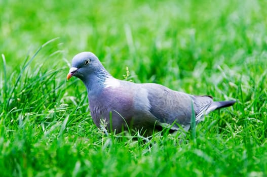 A pigeon in the grass