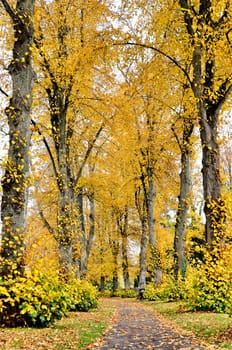Pathway in a park, autumn season, vertical shot