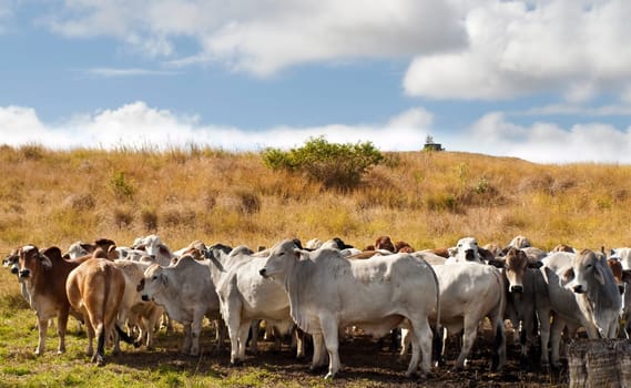 Herd of brahman beef cattle cows in rural Queensland