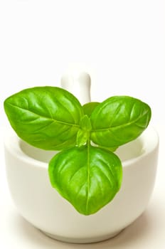 Basil with mortar