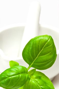 Basil with mortar