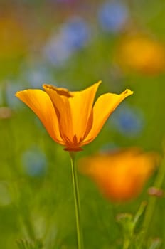 California poppy seeds