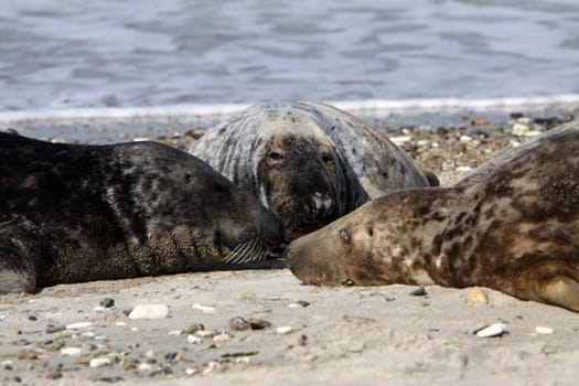 Grey seal on Heligoland