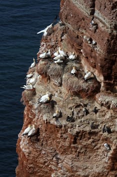The guillemot rock on Heligoland