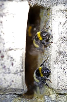Bumblebees at a nest entrance in a wall