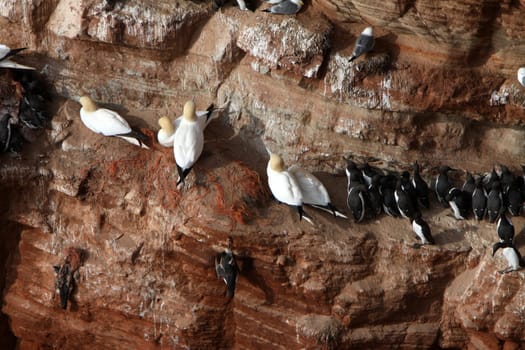 The guillemot rock on Heligoland