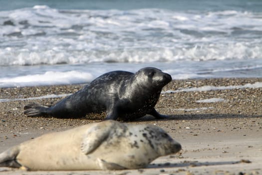 Grey seal on Heligoland