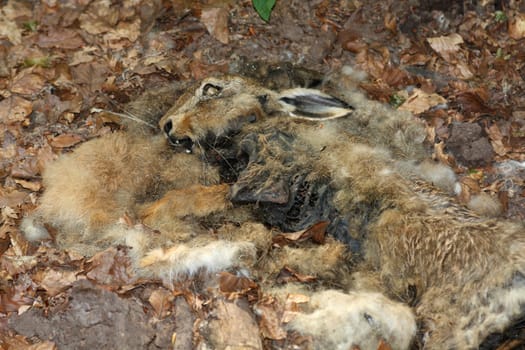 Rabbit carcasses