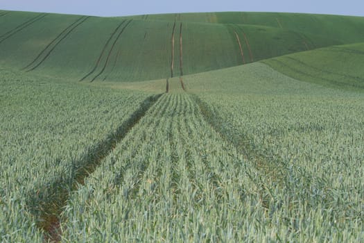 Undultaing field with green grain and blue sky in the background. Horizontally.