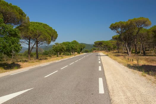 The asphalt road through the typical Mediterranean landscape. The road is lined with pine trees. (Provence, France)