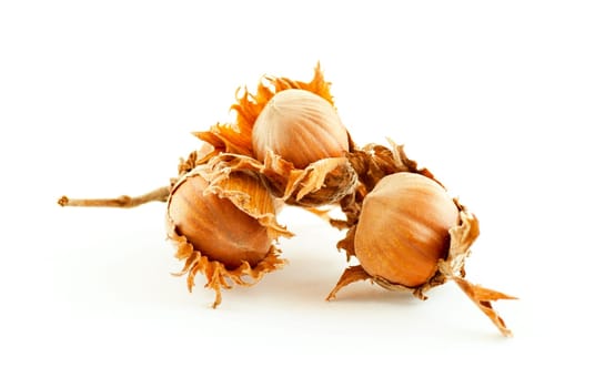 Three dried in shell hazelnuts in their husks