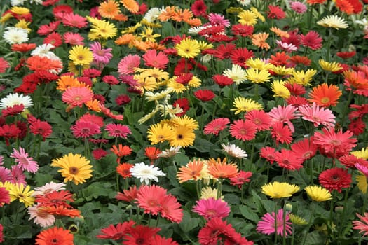 Bed of colorful, glorious flower at Republic Day Flower Show in Lalbagh, Bangalore, Karnataka, India, Asia