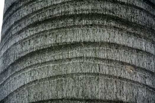 Closer view of rings and grains of a tree trunk