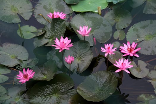 Cluster of Pink Lotus with floating leaves in a lotus