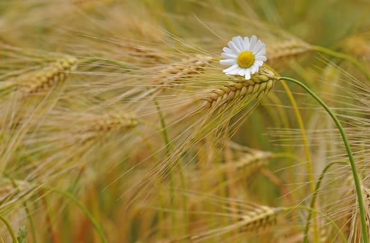 Grain field with chamomile blossom
