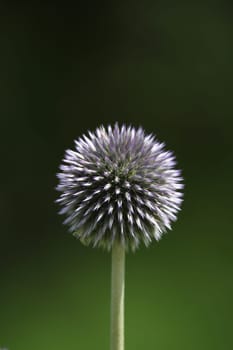 Globe Thistle