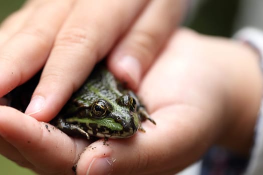 details of a frog in the hands of a girl