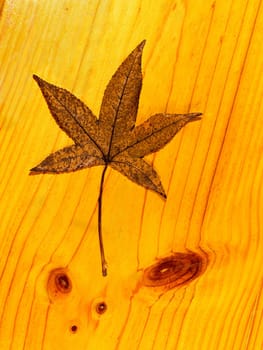 Autumn leaf on a wooden table.