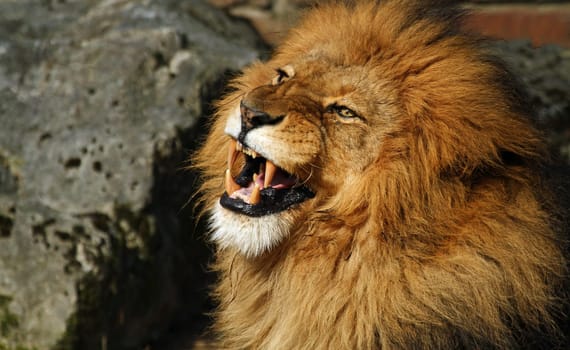 Portrait of a lion
