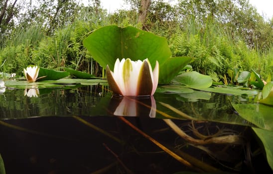 I took this half-and-half shot in the Spreewald. It's a fisheye shot.