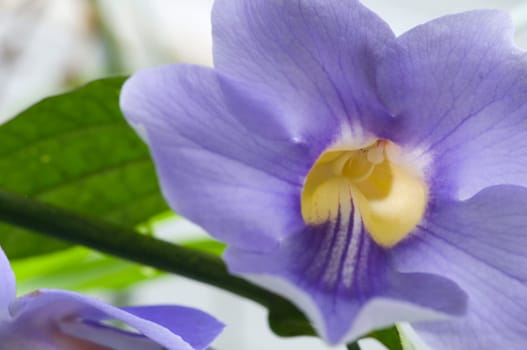 Close-up of a light purple orchid with yellow inflorescence