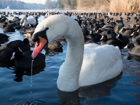 Close-up with wide-angle lens of a mute swan (Cygnus olor) swimming in the foreground with water running off its beak and a large number of coots (Fulica) swimming behind it on the small Wannsee in Berlin in winter