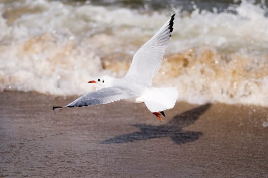 seagull near the ground