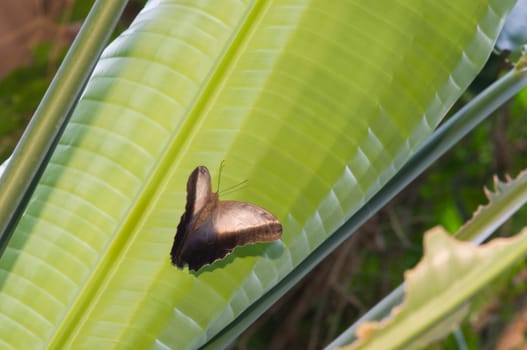 Single Great Mormon butterfly sitting on a palm leaf