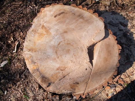 Cross-section of a felled tree stump