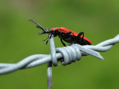 Black-headed Fire Beetle