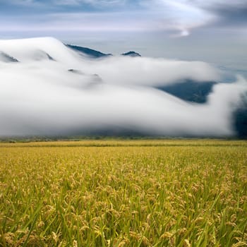 Beautiful paddy with nice background