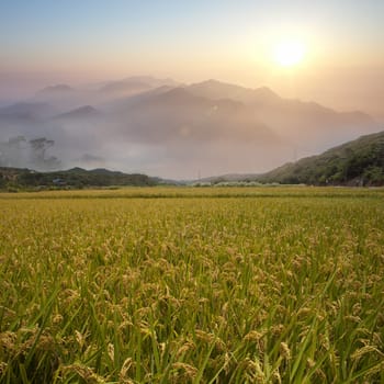 Beautiful paddy with nice background