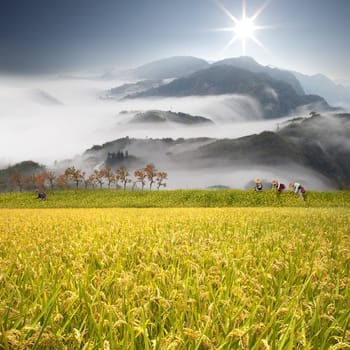Beautiful paddy with nice background