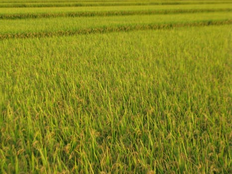 Beautiful paddy with nice background