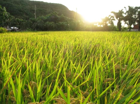 Beautiful paddy with nice background