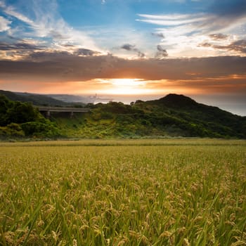 Beautiful paddy with nice background