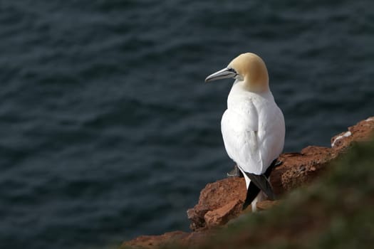 Gannets on the Vogelfelsen on Heligoland